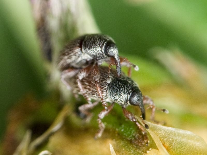 Mecinus pascuorum (Gyllenhal, 1813)